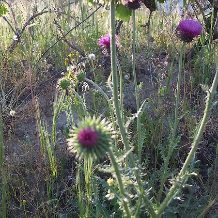 Pensionat Anatolia Cave Göreme