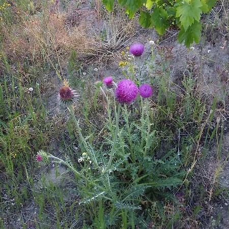 Affittacamere Anatolia Cave