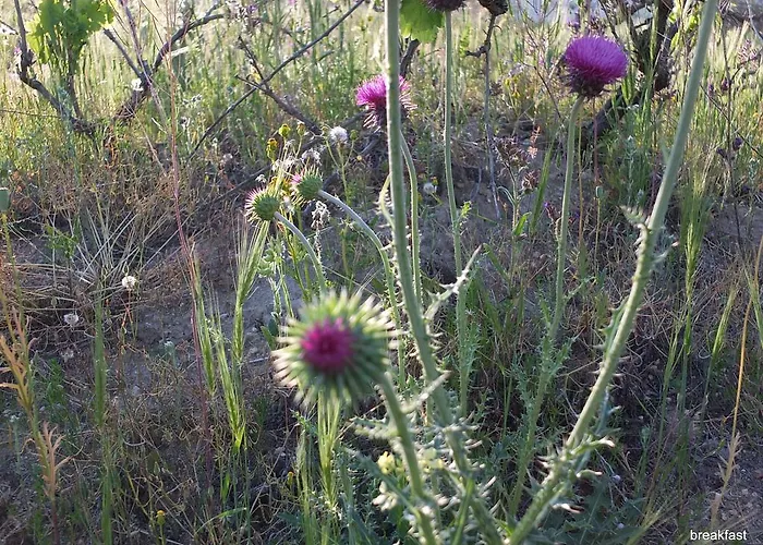 게스트하우스 Anatolia Cave 괴레메