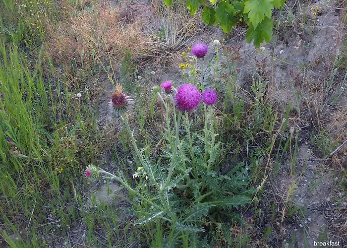 게스트하우스 Anatolia Cave
